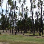 Coconut grove vid Kaunakakai