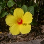 Vackra blommor finns det överallt! Den här färgen på hibiscus tycker jag är extra fin.