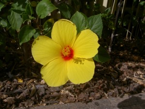Vackra blommor finns det överallt! Den här färgen på hibiscus tycker jag är extra fin.